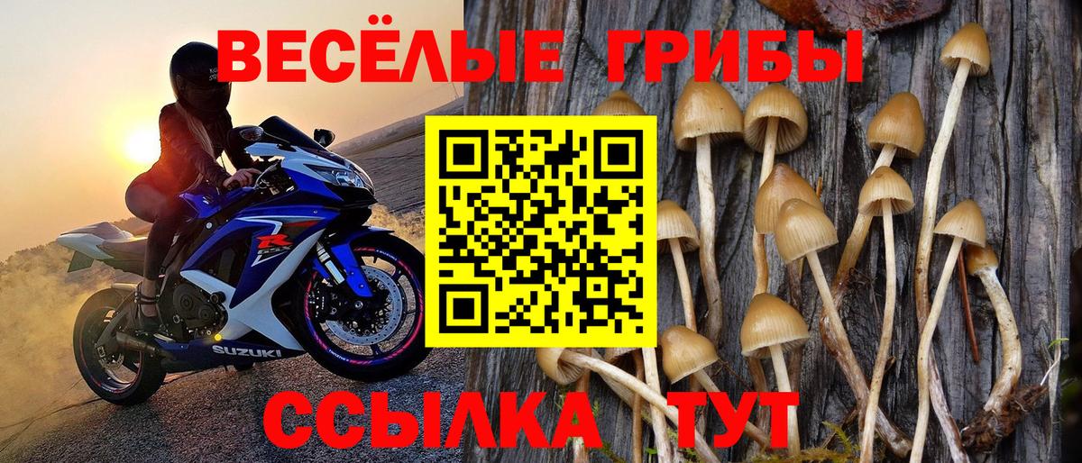 Псилоцибиновые грибы Cubensis Ишим